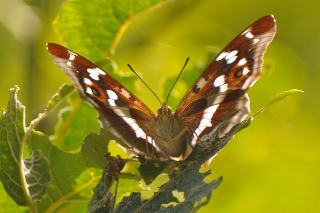 purple emperor butterfly-2.jpg - PURPLE EMPEROR - ALICE HOLT FOREST, HANTS - 5.7.09